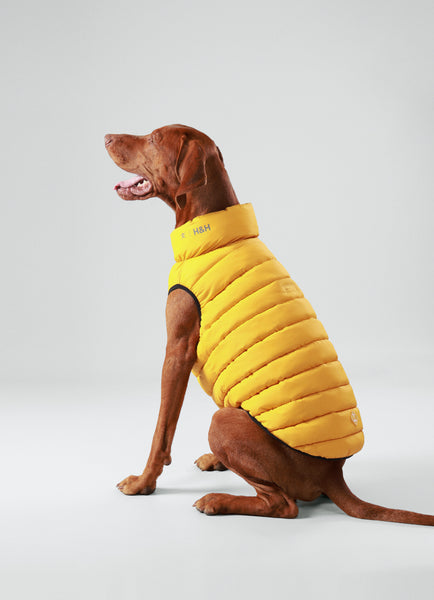 Dog wearing a yellow puffer vest on a light grey background