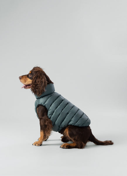 Dog wearing a green puffer jacket on a light grey background