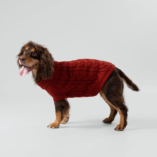 Dog wearing a red cable knit jumper sweater on a light grey background