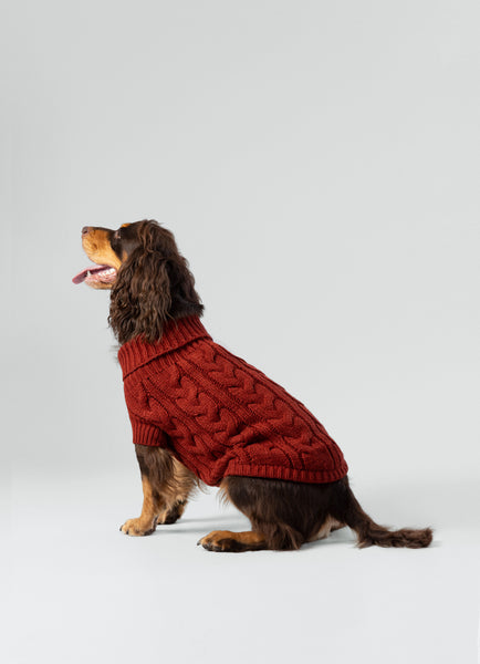 Dog wearing a red cable knitted jumper on a light grey background. 